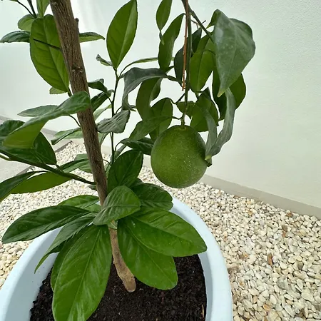 Casa Jacky Bed & Breakfast Finestrat